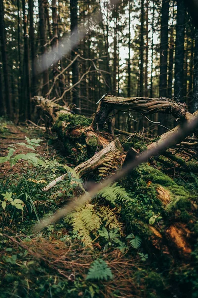 Een boom in een bos — Stockfoto