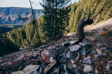 Arkasında dağ olan bir ağaç.
