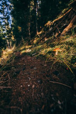 Bir ağacın yakın çekimi.