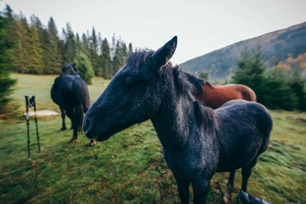 Un caballo parado en la cima de un campo de tierra —  Fotos de Stock