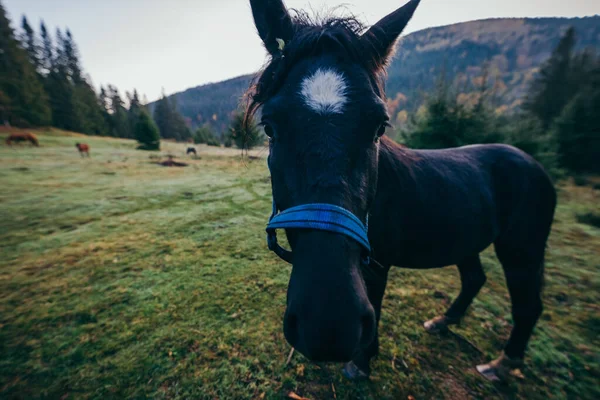 Лошадь, стоящая на покрытом травой поле — стоковое фото