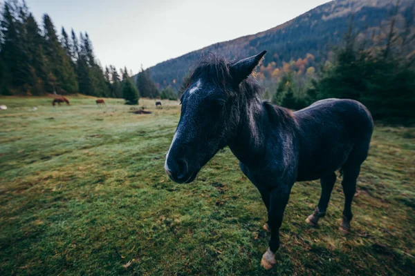 Um cavalo marrom em pé em cima de um campo coberto de grama — Fotografia de Stock