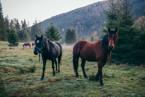 Коричневий кінь, що стоїть над трав'яним покритим полем — стокове фото