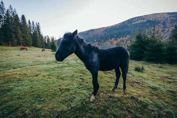 Un cheval brun debout sur un champ couvert d'herbe — Photo