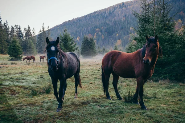 Un cheval brun debout sur un champ couvert d'herbe — Photo