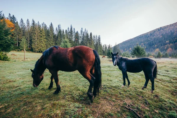 Кінь, що стоїть на траві, покритому полем — стокове фото