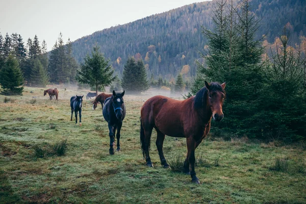 Коричневий кінь, що стоїть над трав'яним покритим полем — стокове фото