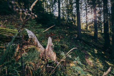 Ağacın yanında duran bir zürafa