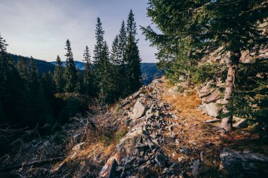 Bir ormanın yanındaki yamacın yakınına.