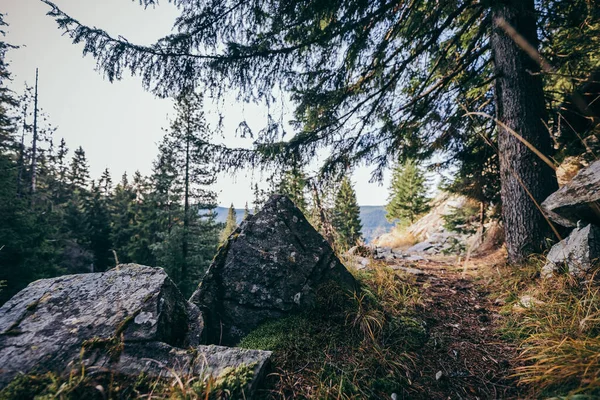 Ett träd med ett berg i bakgrunden — Stockfoto