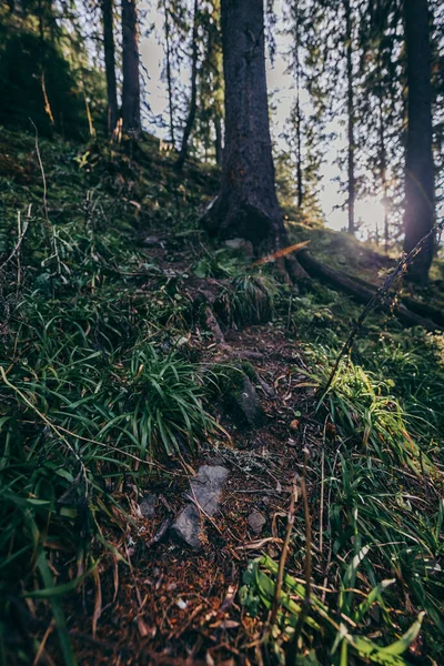 Un albero in una foresta — Foto Stock