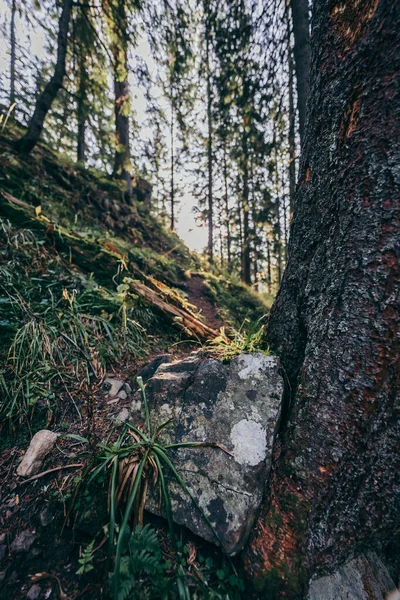 Un primo piano di un albero — Foto Stock