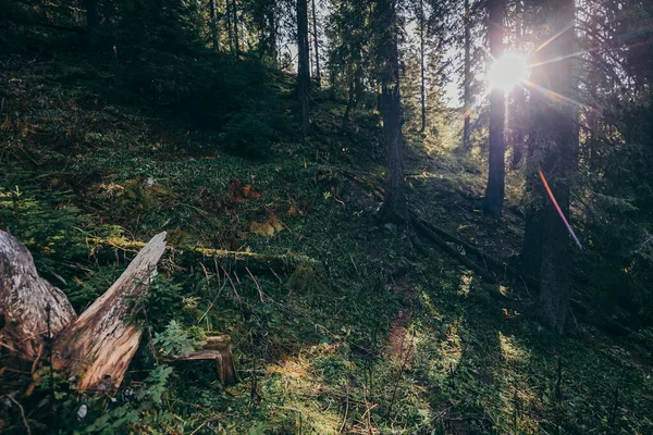 Un árbol en un bosque — Foto de Stock