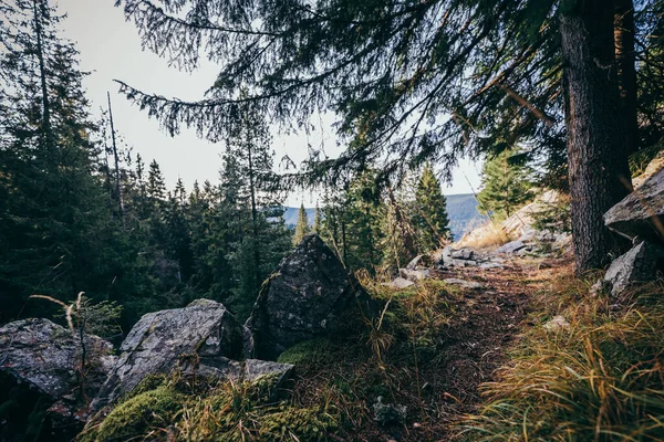 Zblízka na svahu kopce vedle stromu — Stock fotografie