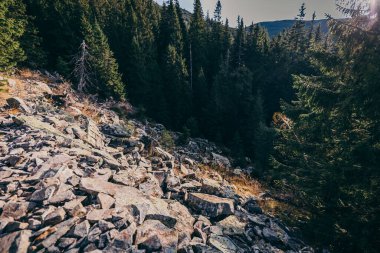 Ormanın ortasında kayalık bir ada