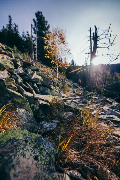 Ein großer Baum im Wald — Stockfoto