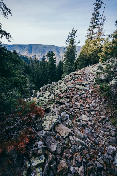 Een boom met een berg op de achtergrond — Stockfoto