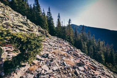 Arkasında ağaçlar olan kayalık bir dağ.