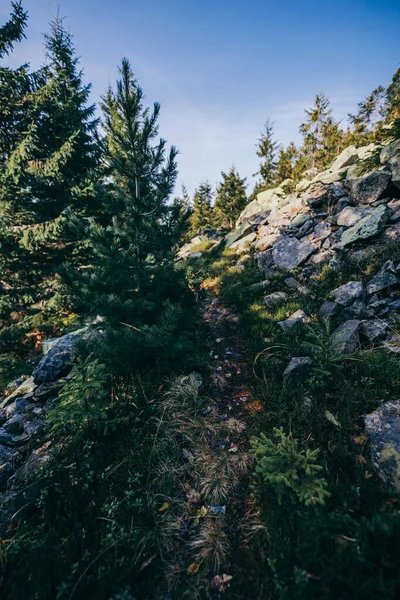 Een boom met een berg op de achtergrond — Stockfoto