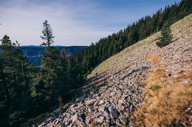 Arka planda Clearwater Ulusal Ormanı olan bir ağaç.