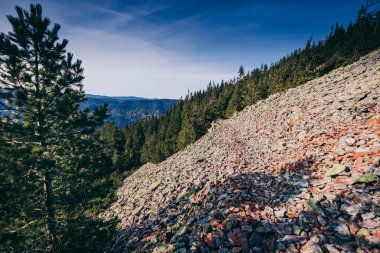 Arka planda Clearwater Ulusal Ormanı olan bir ağaç.