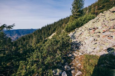 Arkasında dağ olan bir ağaç.