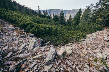 Arkasında ağaçlar olan kayalık bir dağ.