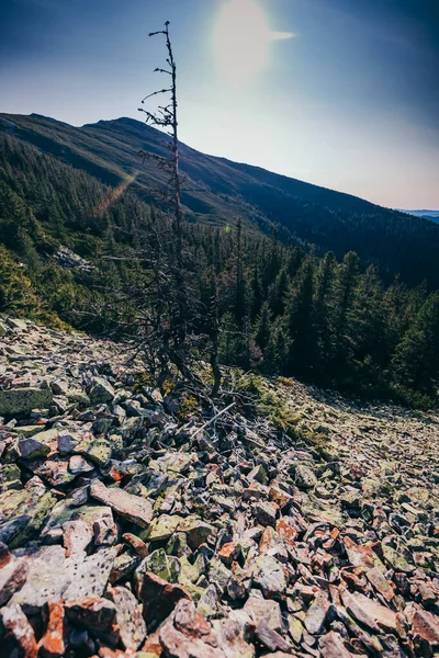 Sebuah gunung berbatu dengan pohon di latar belakang — Stok Foto