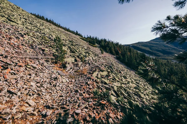 Un arbre avec une montagne en arrière-plan — Photo