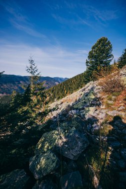 Arkasında dağ olan bir ağaç.