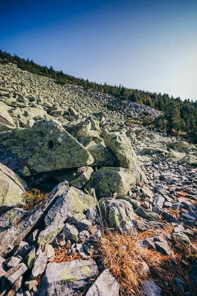 Stádo ovcí stojící na vrcholku skály — Stock fotografie