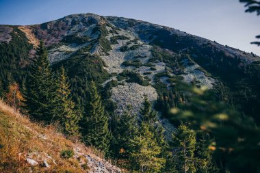 Arkasında dağ olan bir ağaç.