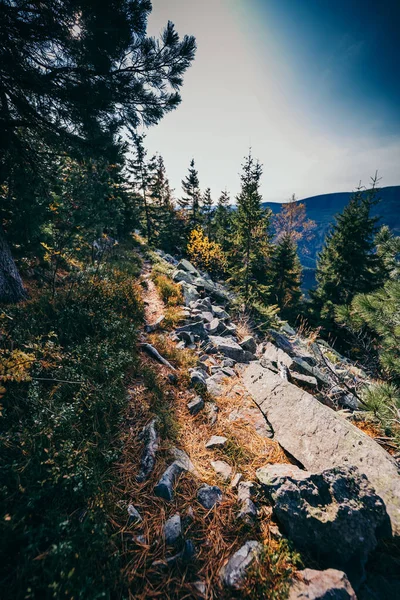 Een grote boom in een bos — Stockfoto