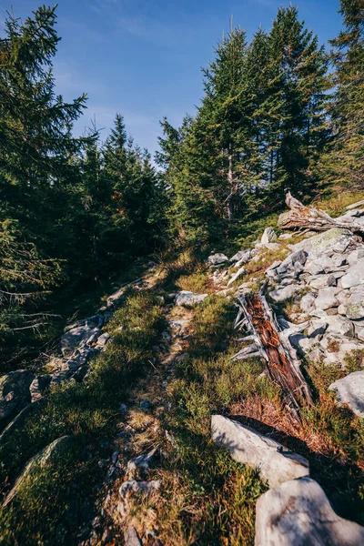 Un árbol con una montaña en el fondo —  Fotos de Stock