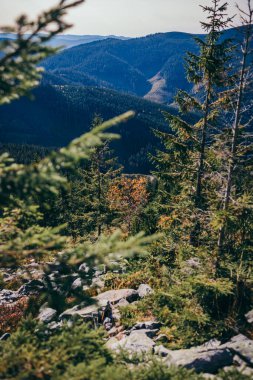 Arkasında dağ olan bir ağaç.