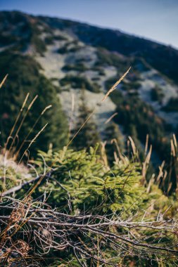 Kuru bir çim tarlasında oturan bir kuş.