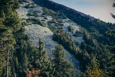 Arkasında dağ olan bir ağaç.