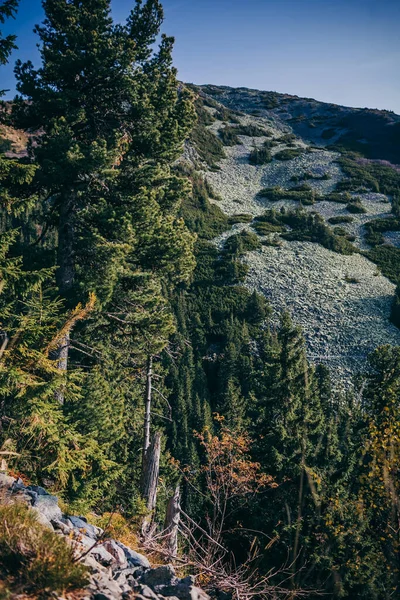 Un árbol con una montaña en el fondo —  Fotos de Stock