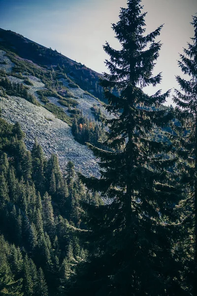 Een boom met een berg op de achtergrond — Stockfoto