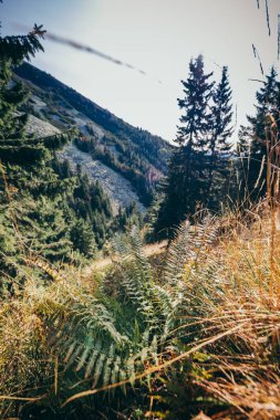 Bir ağacın yanında bir grup palmiye ağacı