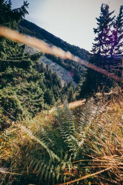 Bir ağacın yakın çekimi.