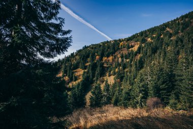 Arkasında dağ olan bir ağaç.