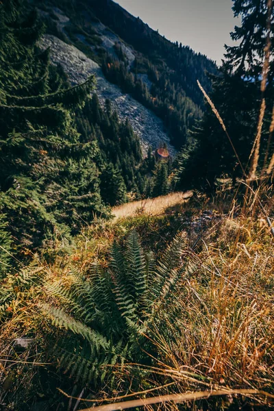 Uma árvore com uma montanha no fundo — Fotografia de Stock