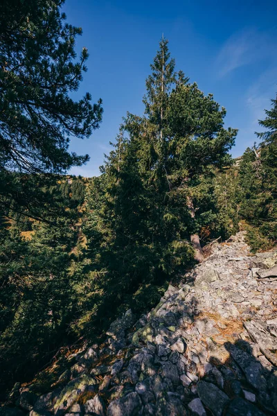 Een boom met een berg op de achtergrond — Stockfoto