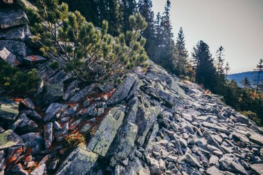 Arkasında dağ olan bir ağaç.