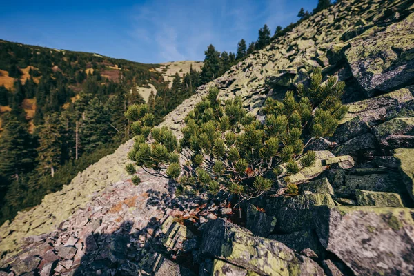 Ein felsiger Berg Ein Canyon — Stockfoto