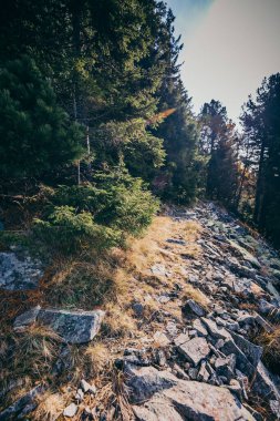 Ormanın yanındaki bir kayanın yakınında.