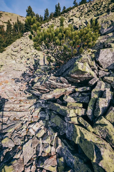 Ein felsiger Berg mit Bäumen im Hintergrund — Stockfoto
