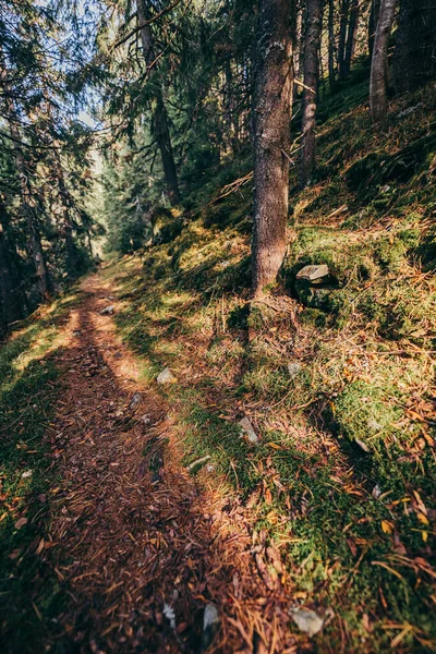 Un albero in una foresta — Foto Stock