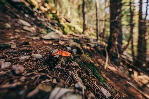 Ett träd i en skog — Stockfoto